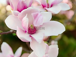 玉兰花,粉红色,春天