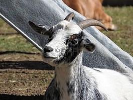 山羊,農(nóng)場動物,動物