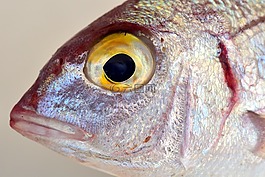 魚,地中海,salzwasserfisch