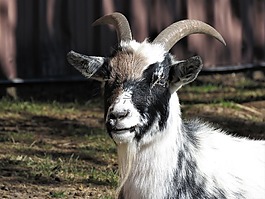 山羊,農(nóng)場動物,動物