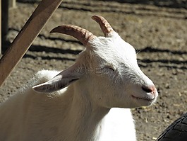 山羊,農(nóng)場動物,動物