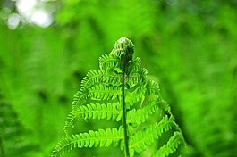 蕨類植物,綠色,植物