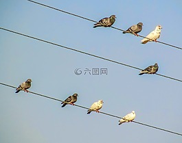 鸟,电线,集团