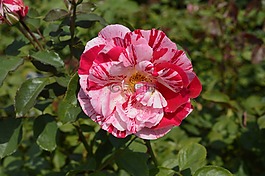 花,植物區(qū)系,自然
