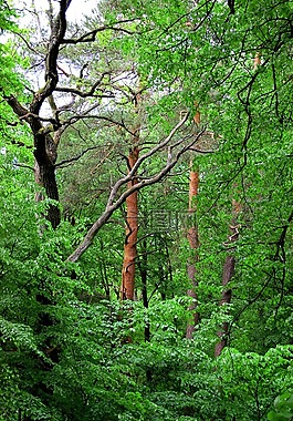 森林,木材,綠色