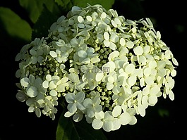植物,性質,花卉