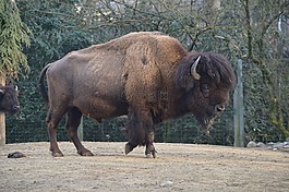 哺乳動物,動物,野生動物