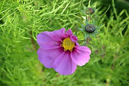 紫色的小花,按鈕的花,綠色的樹葉