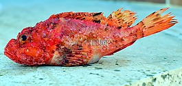 魚,弗里施,食品