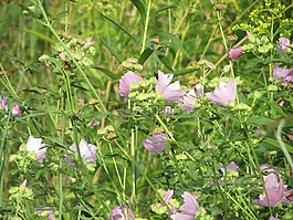 鮮花,paarsenbloemen,粉紅色的花