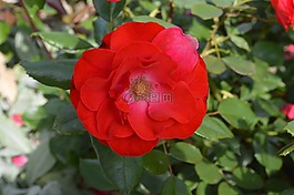 花,植物區(qū)系,自然