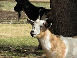 山羊,農(nóng)場動物,動物