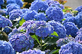 繡球花藍色的,鮮花,花園