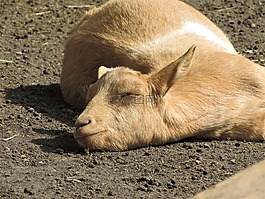 山羊,農(nóng)場動物,動物