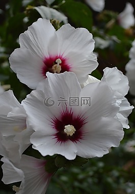花,植物區(qū)系,自然