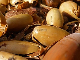 性質(zhì),圖片,橡子