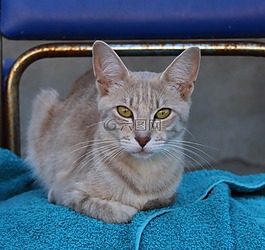 猫,眼睛,蓝色