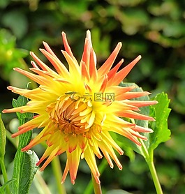 花,嬌琴紗,花園