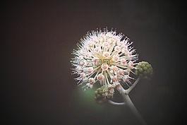 特寫(xiě),花,植物區(qū)系