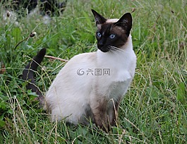 貓,暹羅貓,國內(nèi)的貓