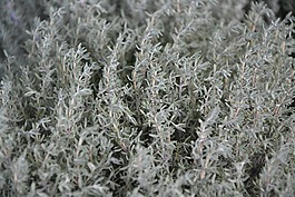 麝香草,芳香植物,食品