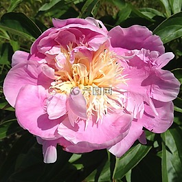 粉色牡丹,花,春