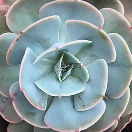 多汁,植物,自然