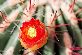 仙人掌,仙人掌花,盛開