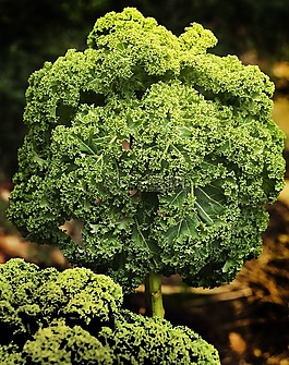 羽衣甘蓝,棕色卷心菜,krauskohl