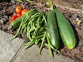 蔬菜,黃瓜,綠豆