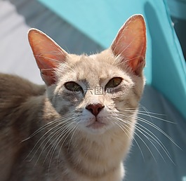 猫,品种猫,鲭鱼