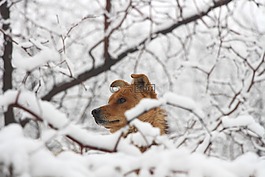 狗,中华田园犬,雪地