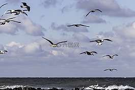 海鷗,性質(zhì),鳥