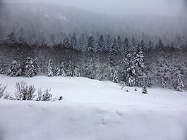 雪,森林,樹