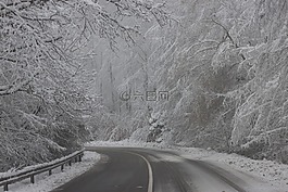 樹,雪,冬天
