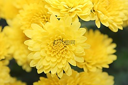 黃,花,花園