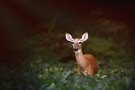 鹿,戶外,野生動物