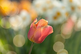 郁金香,紅色,鮮花
