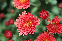 紅,花,綠色