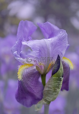 虹膜,紫,開(kāi)花