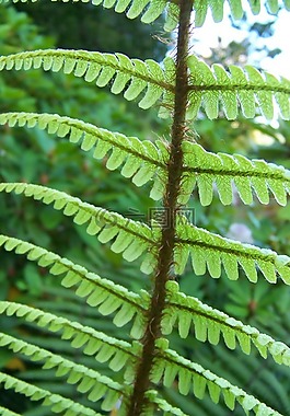 蕨類植物,綠色,葉菜類