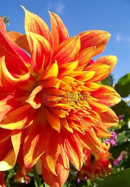 大麗花,巨花,橙花