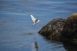 海鷗,鳥(niǎo),動(dòng)物區(qū)系