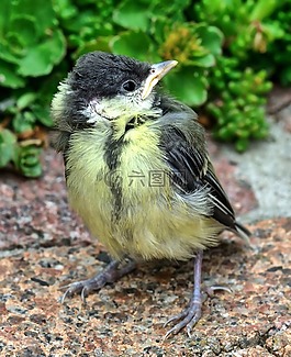 山雀,鳥,性質