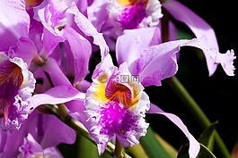 兰花,粉红色,紫
