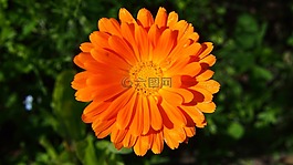 花,嬌琴紗,橙