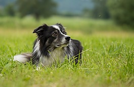 边境牧羊犬,狗,英国牧羊犬