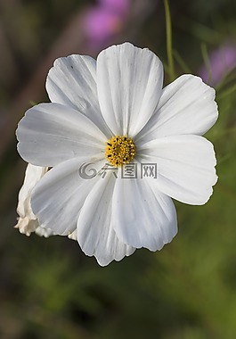 花,花瓣,花園