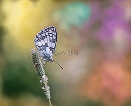 格紋蝴蝶,蝴蝶,宏