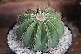 仙人掌,刺,植物